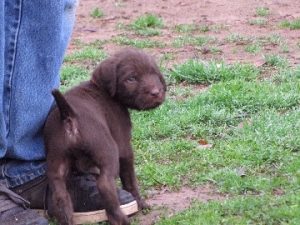 pudelpointer puppies