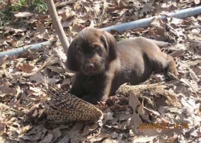 Pudelpointer Breeders