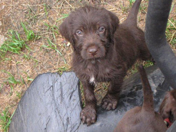 pudelpointer puppies