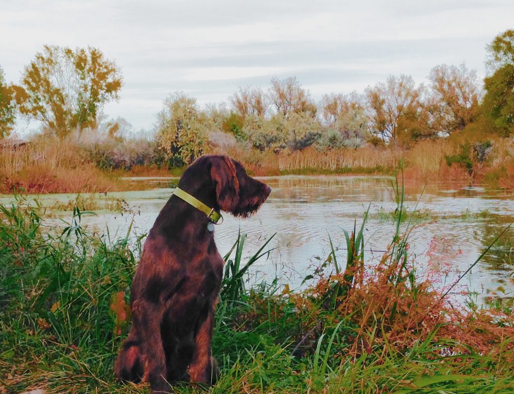 Pudelpointer from Foothill Kennel, a hunting dog breeder serving Warren, MI