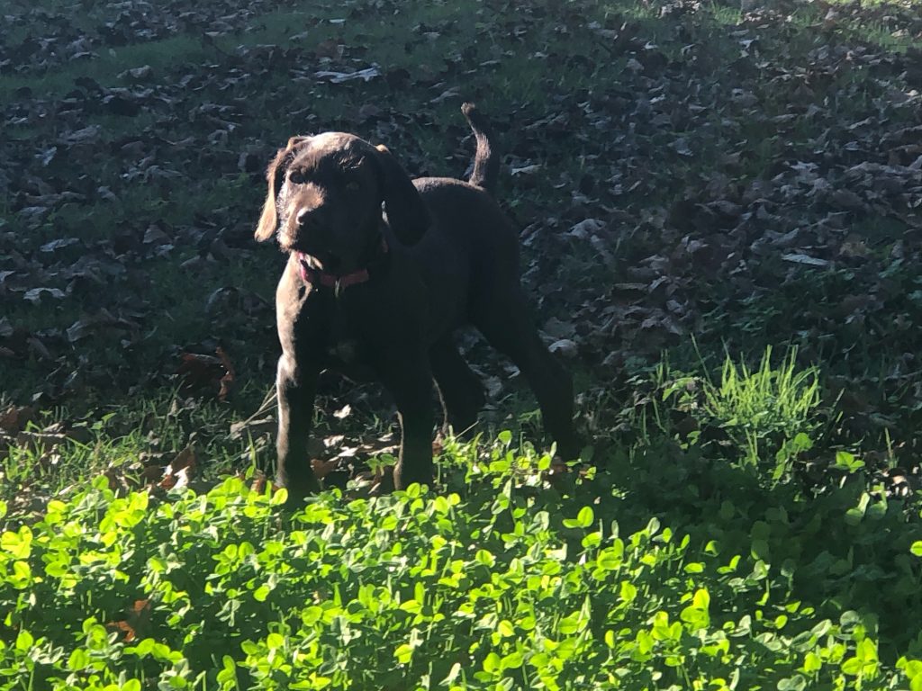 Pudelpointer from Foothill Kennel, a hunting dog breeder serving Reading, PA
