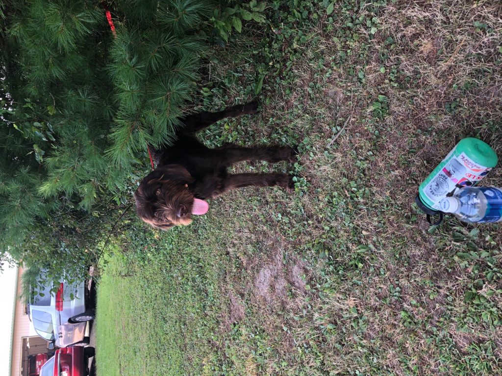Pudelpointer from Foothill Kennel, a hunting dog breeder serving Mount Pleasant, SC