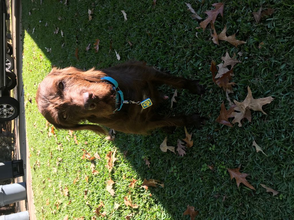 Pudelpointer puppies bred in Georgia for Mount Pleasant bird hunters