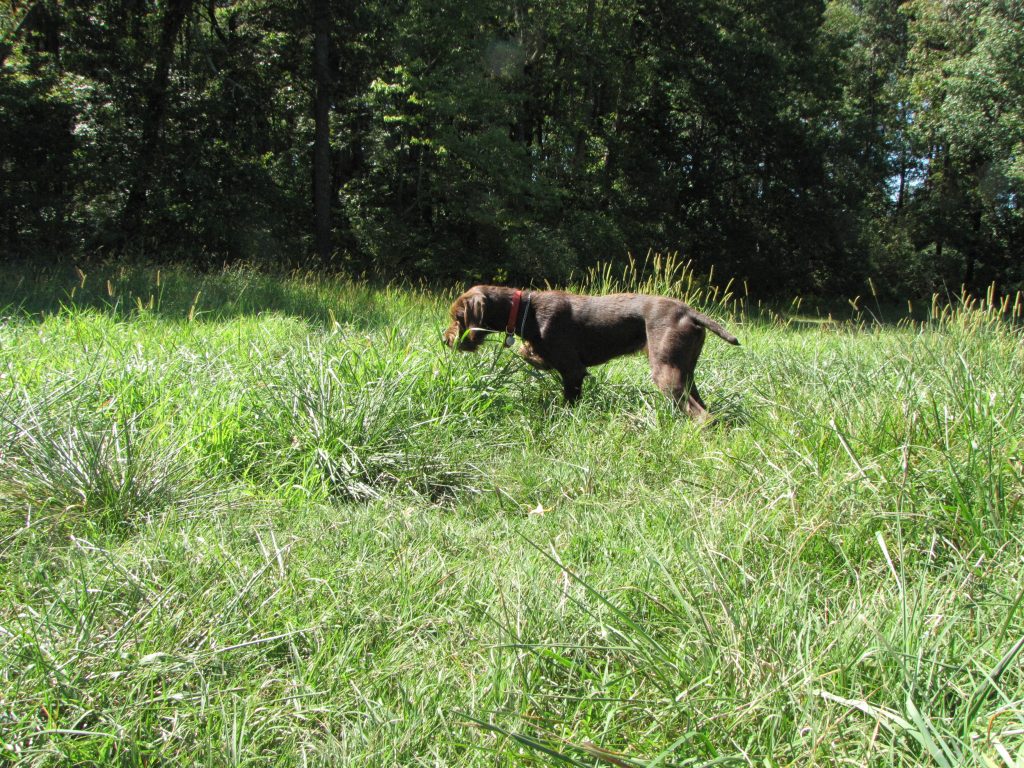 Pudelpointer puppies bred in Georgia for Reading bird hunters