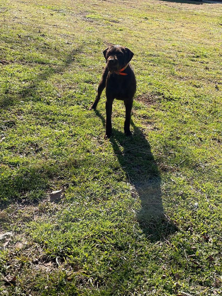NAVHDA-tested pudelpointer gun dog for Minnesota hunters