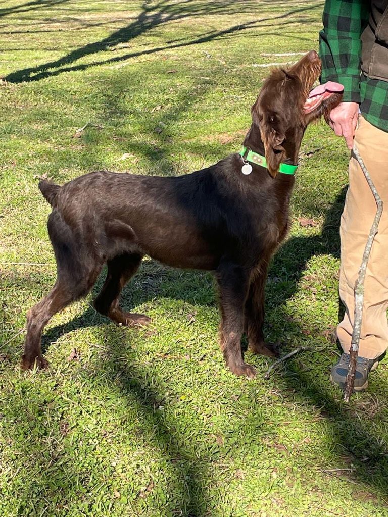 Pudelpointer puppies bred in Georgia for Duluth bird hunters
