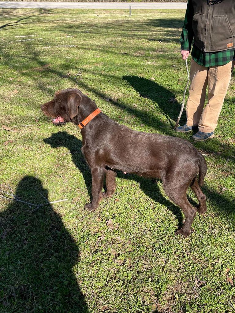 NAVHDA-tested pudelpointer gun dog for Florida hunters