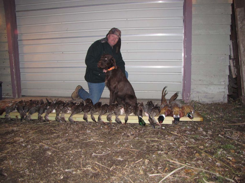 Pudelpointer puppies bred in Georgia for Warren bird hunters