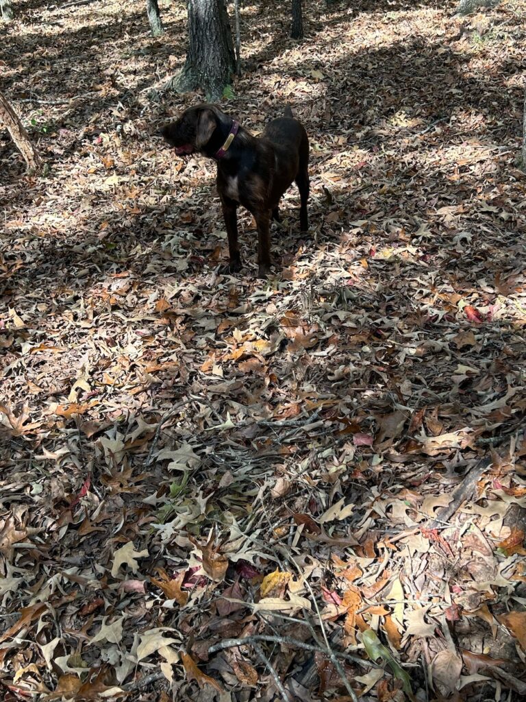 Pudelpointer from Foothill Kennel, a hunting dog breeder serving Cranston, RI