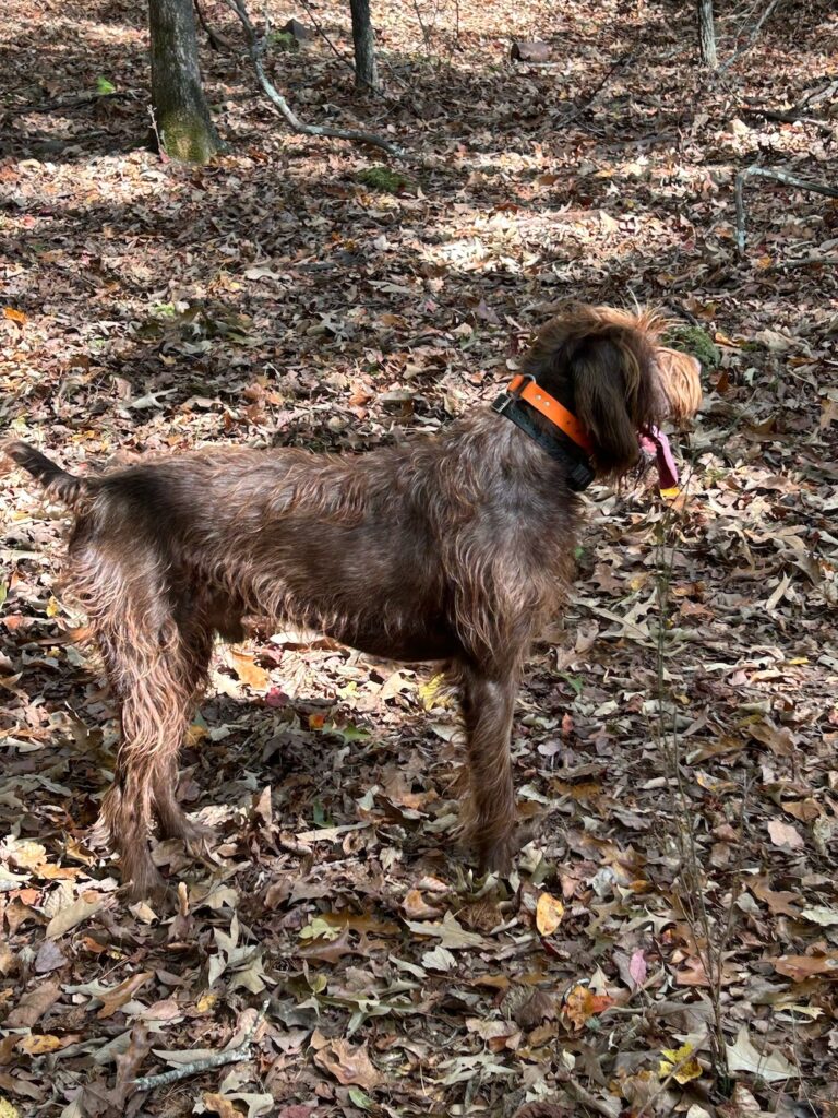Pudelpointer from Foothill Kennel, a hunting dog breeder serving Sitka, AK