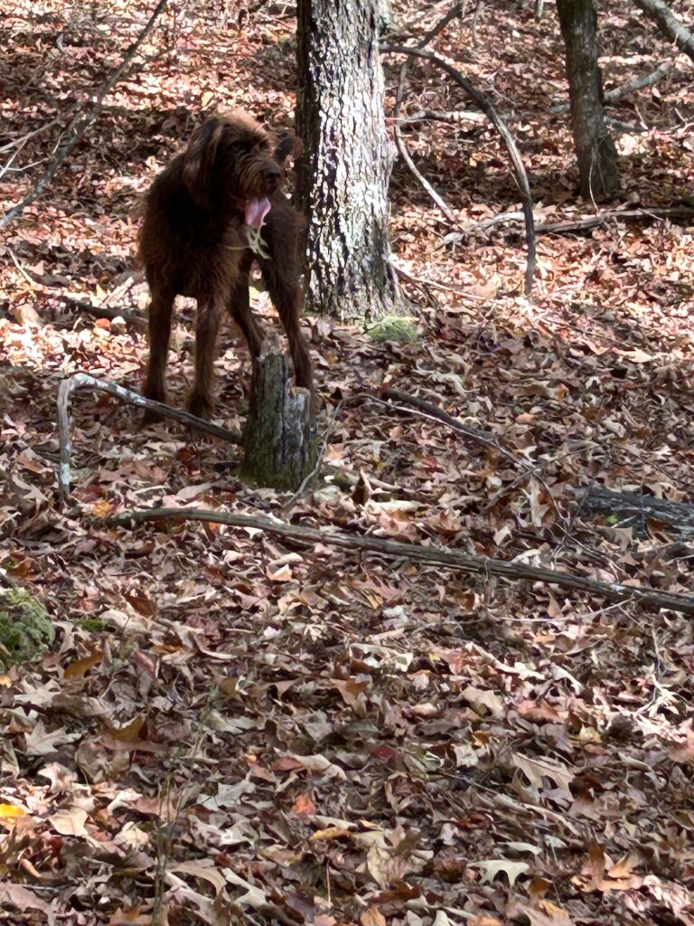 Pudelpointer puppies bred in Georgia for Sitka bird hunters