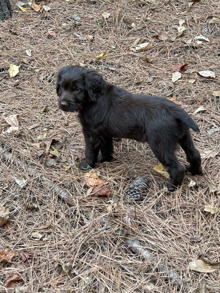 Pudelpointer from Foothill Kennel, a hunting dog breeder serving Salem, OR