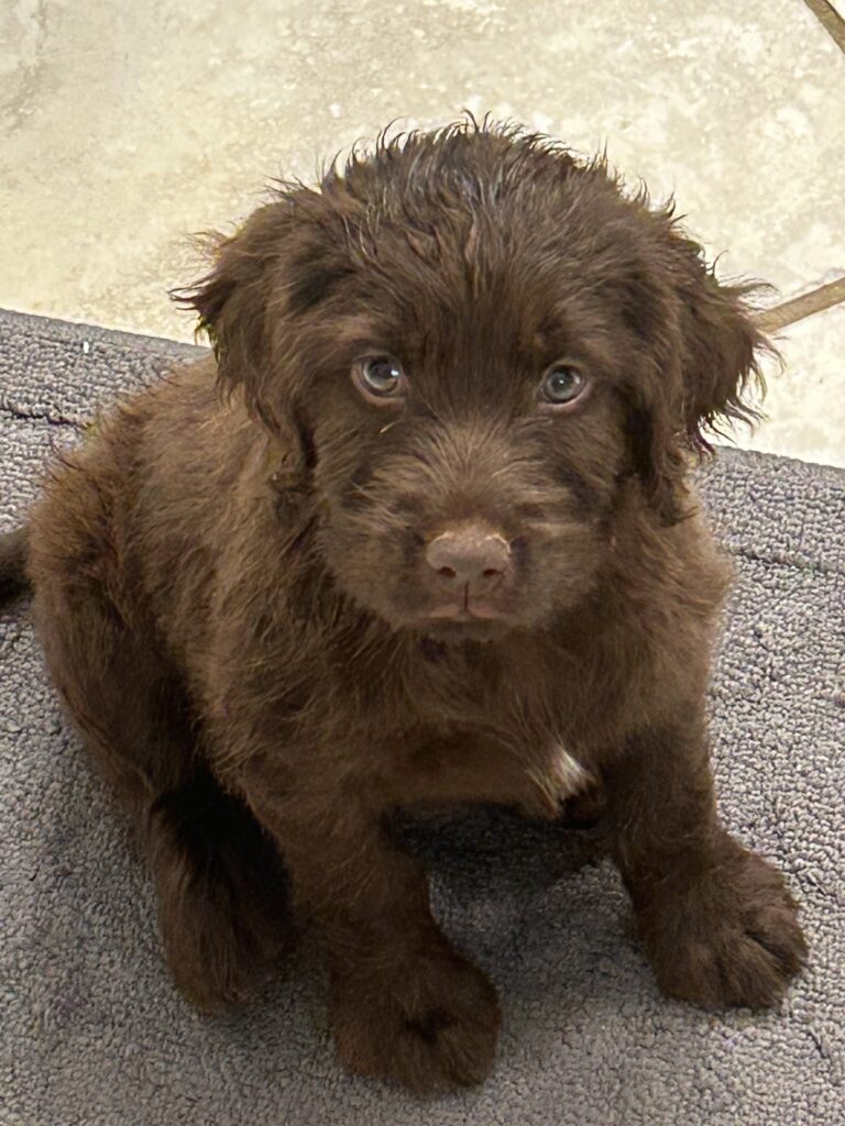 Pudelpointer puppies bred in Georgia for Cranston bird hunters
