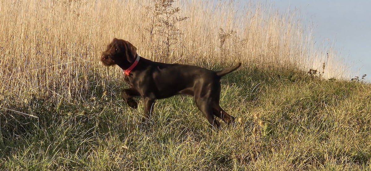 Pudelpointer puppies bred in Georgia for Anchorage bird hunters