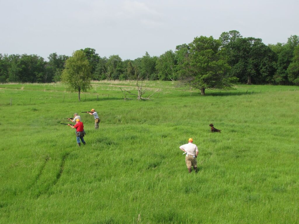 Pudelpointer puppies bred in Georgia for Lafayette bird hunters