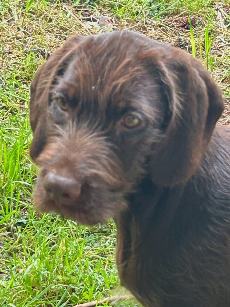 Pudelpointer from Foothill Kennel, a hunting dog breeder serving Roswell, NM
