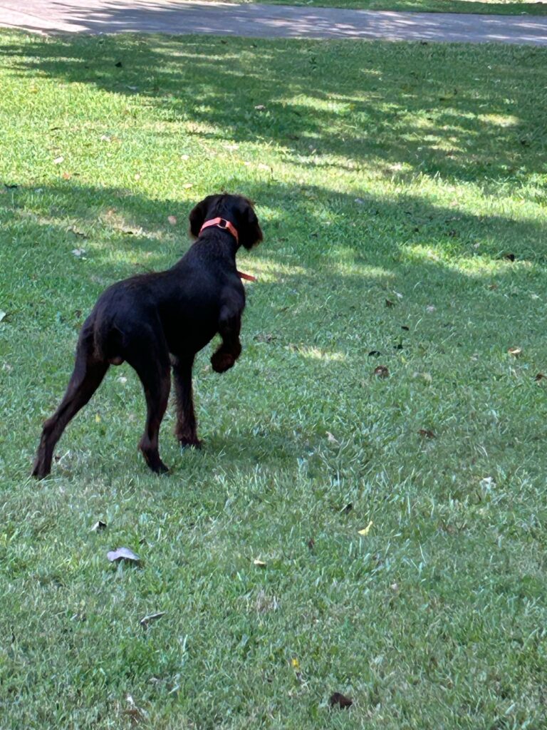 Pudelpointer from Foothill Kennel, a hunting dog breeder serving Augusta, GA